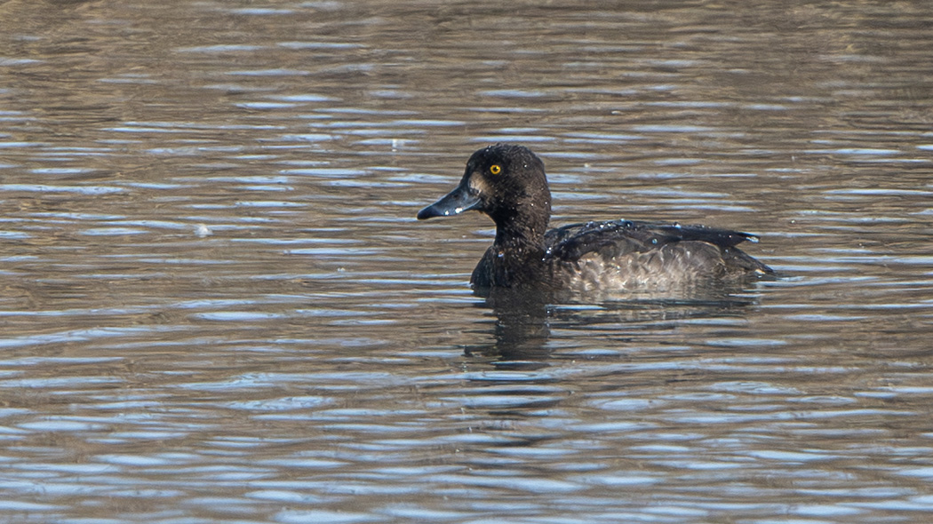 Greater Scaup — Ana fotoğraf